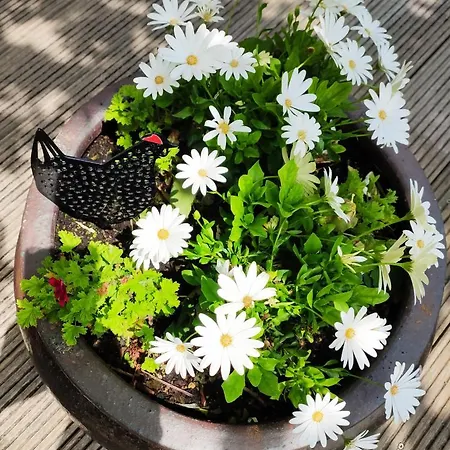 Tatil Evi Les Moineaux Du Lileau *