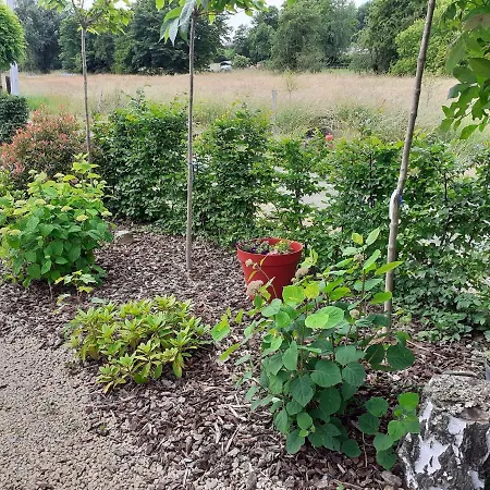 Les Moineaux Du Lileau